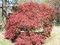 Laceleaf Japanese Maple